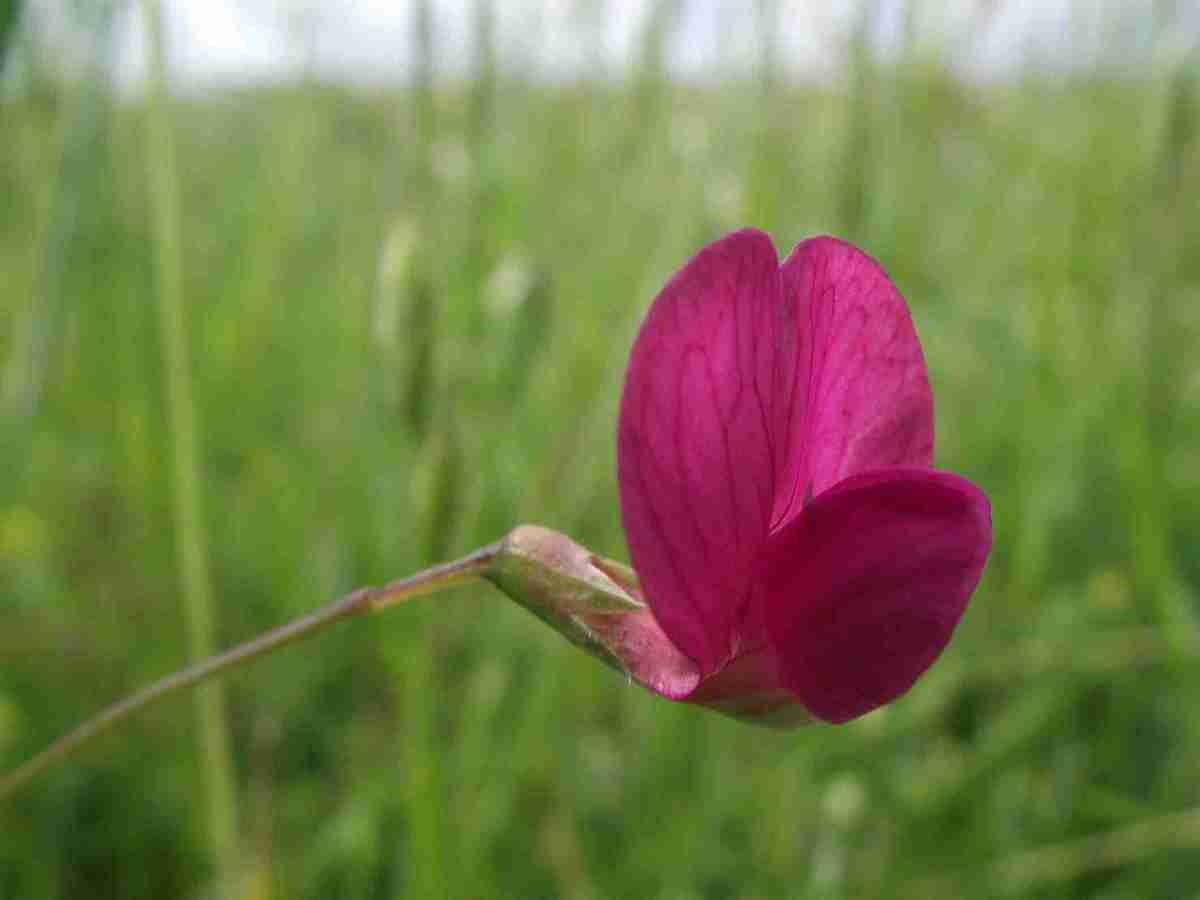 Grass vetchling